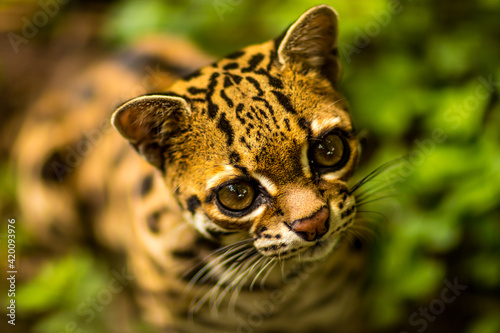 Margay - Leopardus wiedii - Ecuadorian Amazon forest