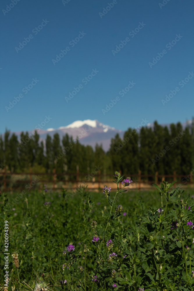 Poplars with Andes mountain range in the background in Barreal, San Juan, Argentina