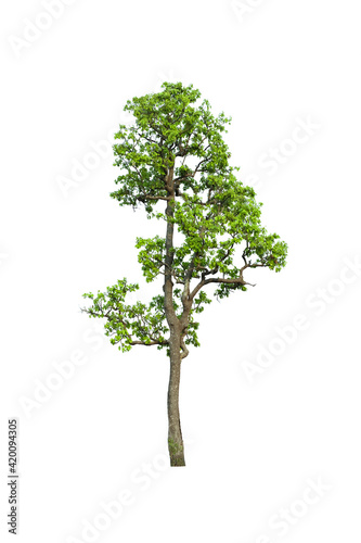 green tree side view isolated on white background  for landscape and architecture layout drawing, elements for environment and garden, tree elevation
