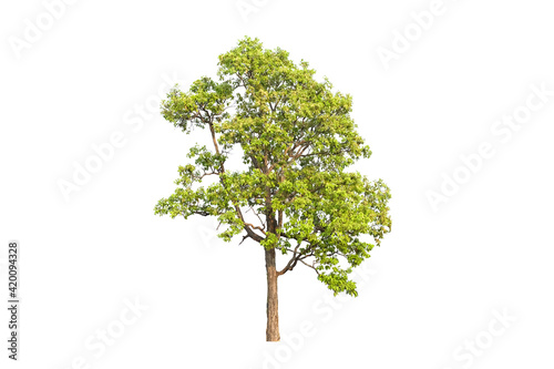 green tree side view isolated on white background  for landscape and architecture layout drawing, elements for environment and garden, tree elevation