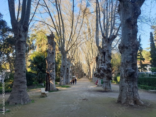 path in the Botanical Garden of el hamma algiers, algeria