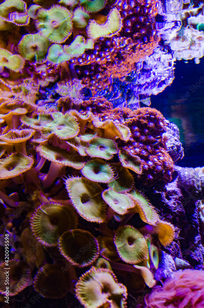 Colorful button corals swaying under the sea water, GREEN WHITE STRIPED