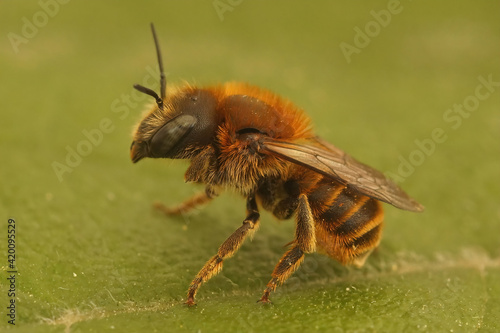 Closeup of a golden-fringed mason bee, Osmia aurulenta on green leaf in Gard, France photo