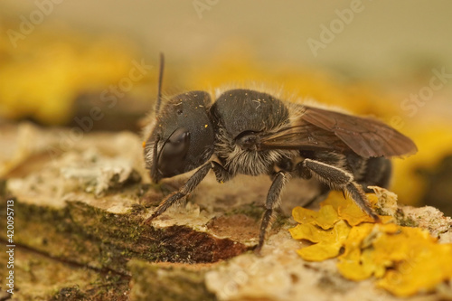 Closeup of a female blue mason bee, Osmia caerulescens photo