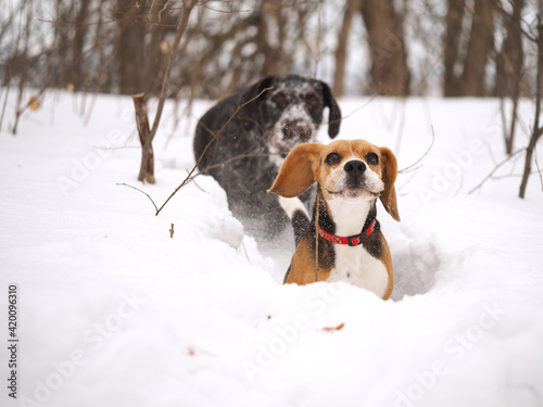 Dogs in winter on the hunt in the woods or