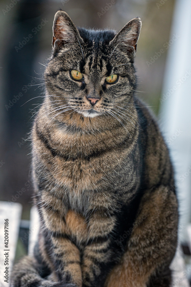 portrait of a cat, nacka, sverige, stockholm,sweden