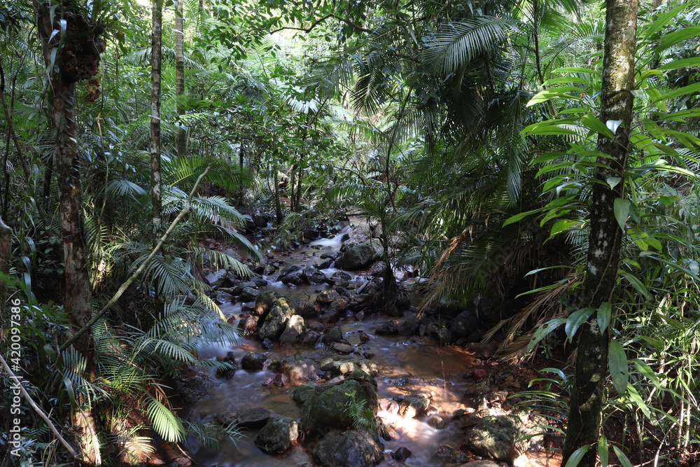 Fototapeta premium stream in the forest