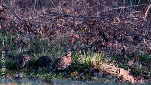 a small covey of quail scour the grass for food photo