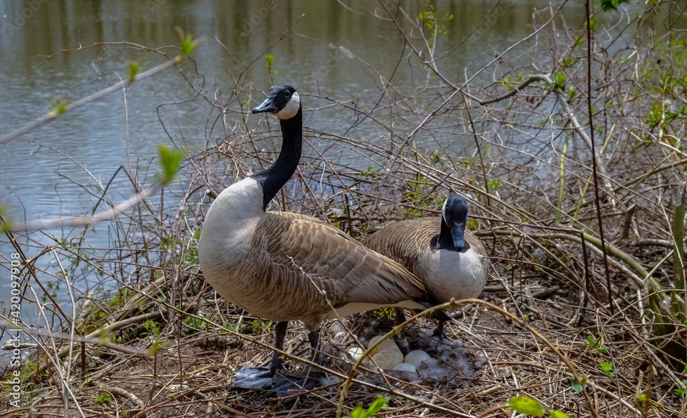 Canada goose Male and female goose on a nest with eggs on an island among trees Canada goose Male and female goose on a nest with eggs on an island among trees