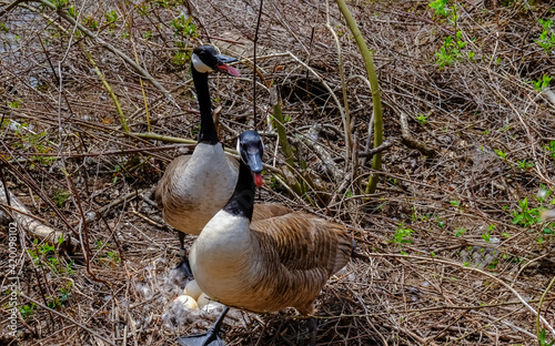 Canada goose  Male and female goose on a nest with eggs on an island among trees photo