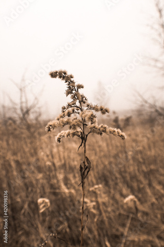 Dry flowers in a field on a background of misty sky.