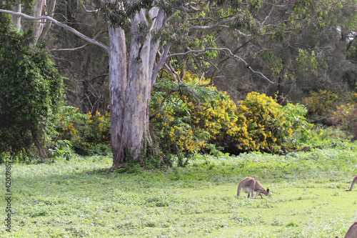 deer in the forest