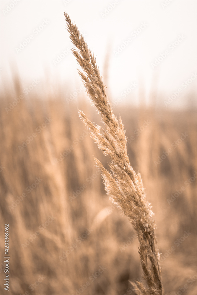 Wheat close up in a field on a background of foggy sky. Wheat close up in a field on a background of foggy sky.