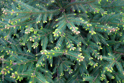 Fir tree young light green branches macro. Christmas tree