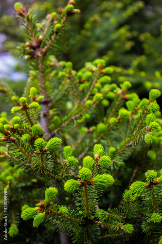 Fir tree young light green branches macro. Christmas tree