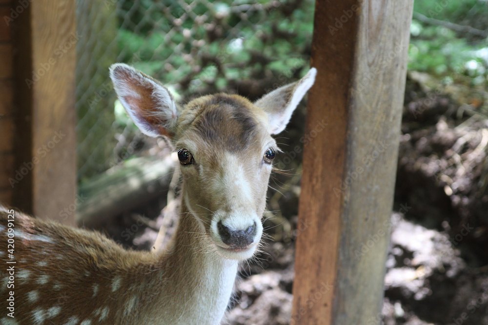 A braun doe with big eyes looks the visitor with a sweet look A braun doe with big eyes looks the visitor with a sweet look