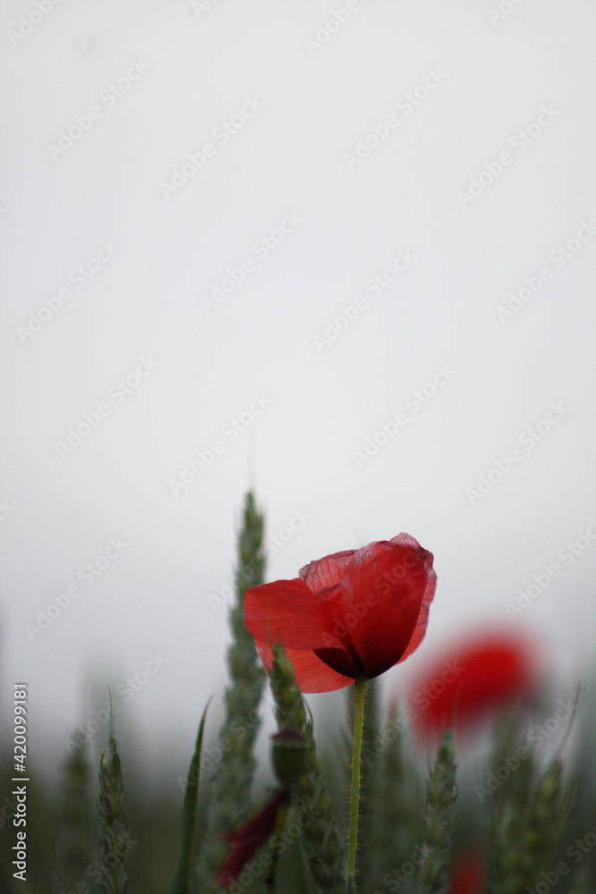Obraz premium A lonely red fragile flower poppy like pure love in a green field for Valentine's day