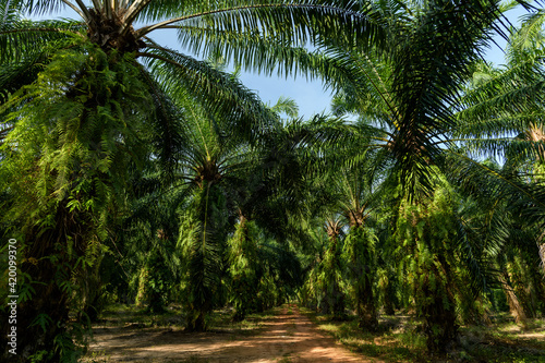 Fototapeta Naklejka Na Ścianę i Meble -  Oil palm plantation in Thailand, Elaeis guineensis