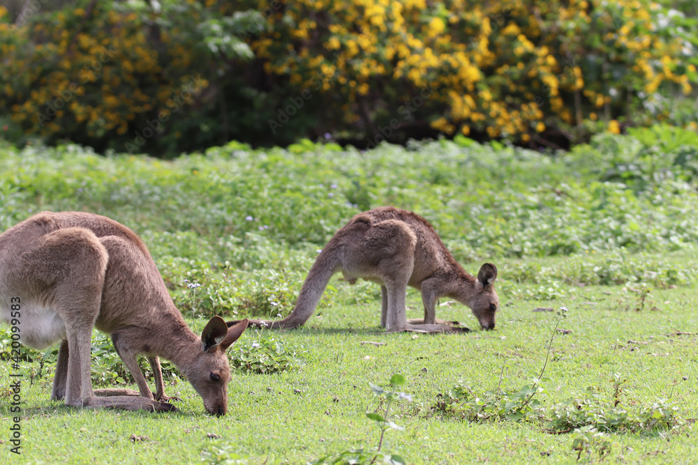 kangaroo and baby