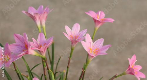 Pequeños lirios color rosa 