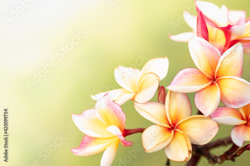 Concept nature view of White and pink leaf on blurred greenery background in garden and sunlight with copy space using as background natural green plants landscape  ecology  fresh wallpaper.