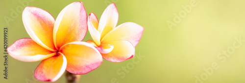 Concept nature view of White and pink leaf on blurred greenery background in garden and sunlight with copy space using as background natural green plants landscape  ecology  fresh wallpaper.