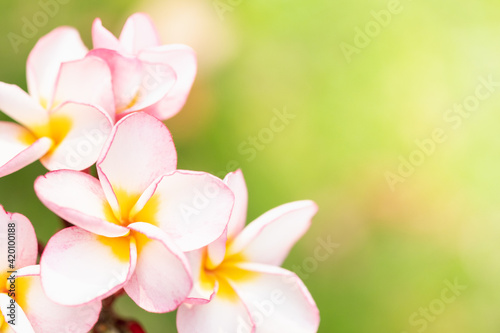 Concept nature view of White and pink leaf on blurred greenery background in garden and sunlight with copy space using as background natural green plants landscape, ecology, fresh wallpaper.