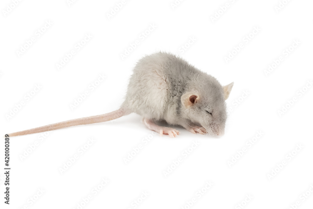 funny gray fluffy pet rat with big ears isolated on a white background, close-up funny gray fluffy pet rat with big ears isolated on a white background, close-up
