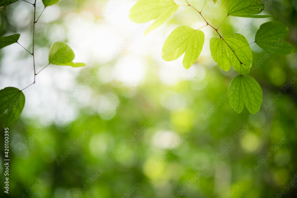 Concept nature view of green leaf on blurred greenery background in garden and sunlight with copy space using as background natural green plants landscape, ecology, fresh wallpaper. Concept nature view of green leaf on blurred greenery background in garden and sunlight with copy space using as background natural green plants landscape, ecology, fresh wallpaper.