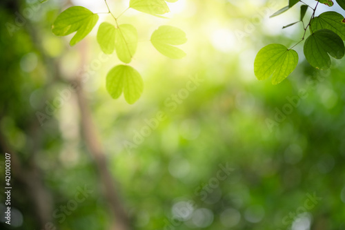 Concept nature view of green leaf on blurred greenery background in garden and sunlight with copy space using as background natural green plants landscape, ecology, fresh wallpaper.