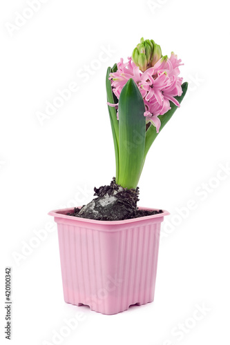 bright colorful hyacinth flower in pot with pink and purple petals is isolated on white background