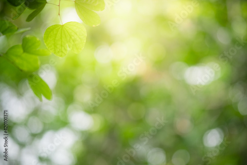 Concept nature view of green leaf on blurred greenery background in garden and sunlight with copy space using as background natural green plants landscape, ecology, fresh wallpaper.