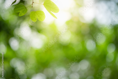 Concept nature view of green leaf on blurred greenery background in garden and sunlight with copy space using as background natural green plants landscape  ecology  fresh wallpaper.
