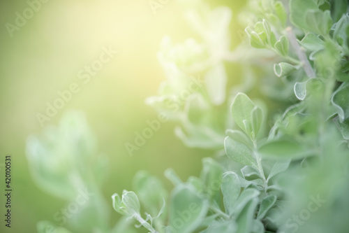 Concept nature view of green leaf on blurred greenery background in garden and sunlight with copy space using as background natural green plants landscape, ecology, fresh wallpaper.