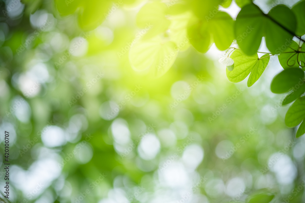 Concept nature view of green leaf on blurred greenery background in garden and sunlight with copy space using as background natural green plants landscape, ecology, fresh wallpaper. Concept nature view of green leaf on blurred greenery background in garden and sunlight with copy space using as background natural green plants landscape, ecology, fresh wallpaper.