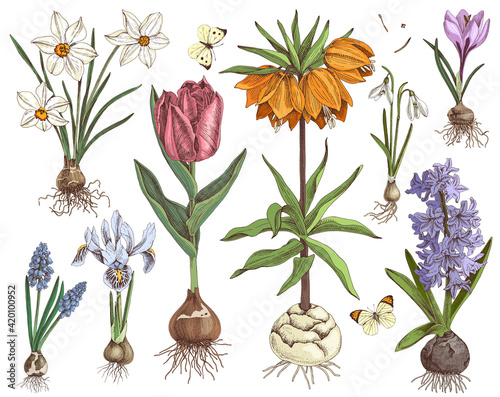 Hand drawn spring bulbous flowers