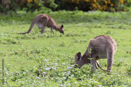 kangaroo and baby