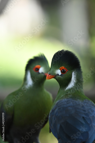 White cheeked turaco parrots © Lukasz