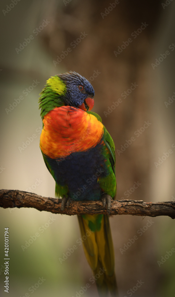 custom made wallpaper toronto digitalrainbow lorikeet on a branch