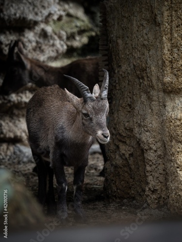 Closeup portrait of young juvenile alpine ibex Capra steinbock mountain goat at zoo Hellbrunn Salzburg Austria Europe photo