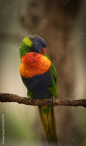 rainbow lorikeet on a branch