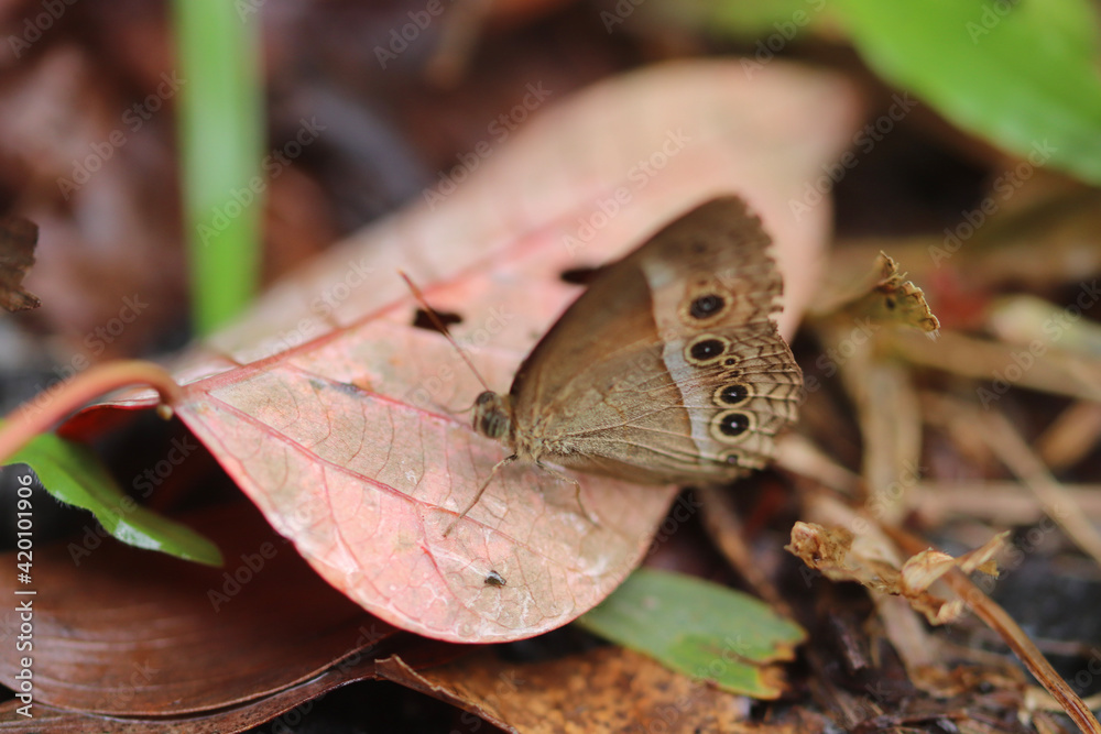 Obraz premium butterfly on leaf