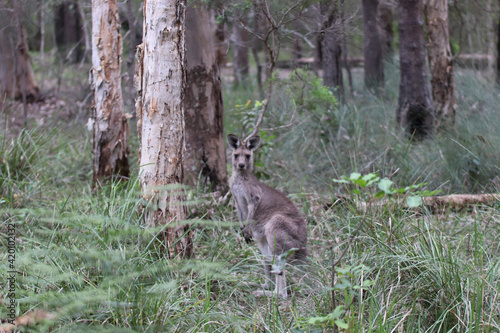 Obraz na płótnie kangaroo in the woods