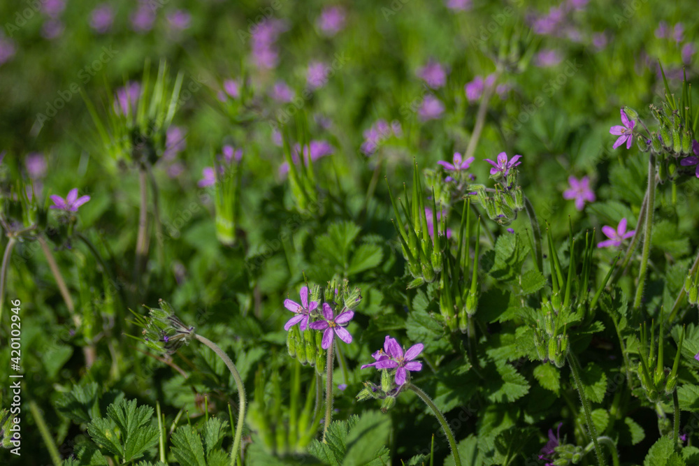 Flores violeta salvajes en el jardín