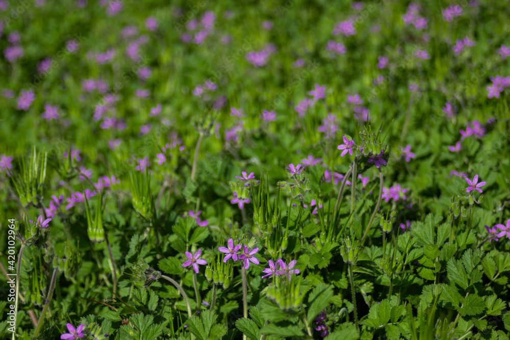 Flores violeta salvajes en el jardín Flores violeta salvajes en el jardín