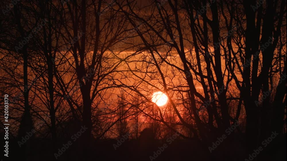 Sun setting on the horizon, sunset through trees Sun setting on the horizon, sunset through trees