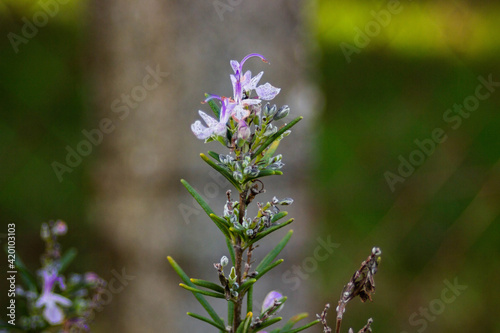 Flor de romero en invierno (salvia rosmarinus)