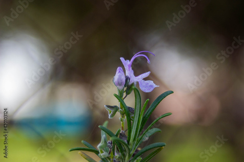Flor de romero en invierno (salvia rosmarinus)