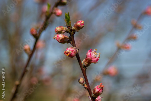 Ramas de cerezo rosa en flor en primavera