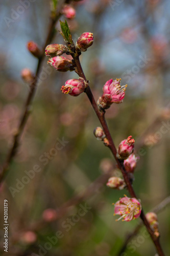 Ramas de cerezo rosa en flor en primavera